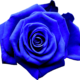 BlueRose Gentlemen Logo deutschsprachig