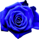 BlueRose Vienna Logo